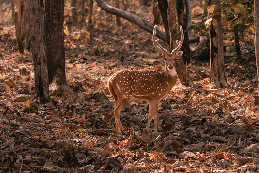 A lonely Spotted deer or Chital relaxing looking at camera in Gir National Park, Gujarat, India