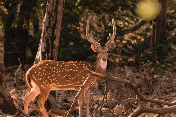 istock A young Spotted deer or Chital with glowing antlers, looking at camera 1481942161