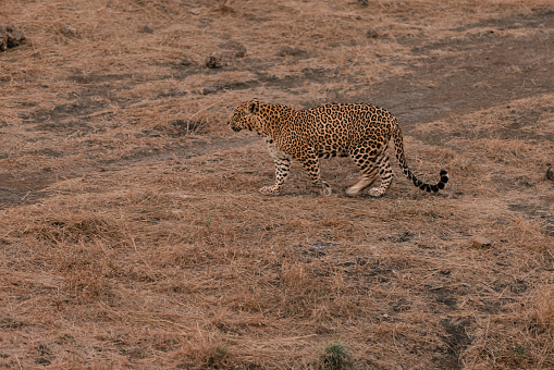 Young leopard walking, in Gir National Park, Gujarat, India