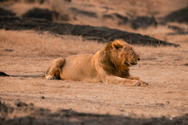 istock Male king lion roaring Asiatic Lion lying down 1481942169