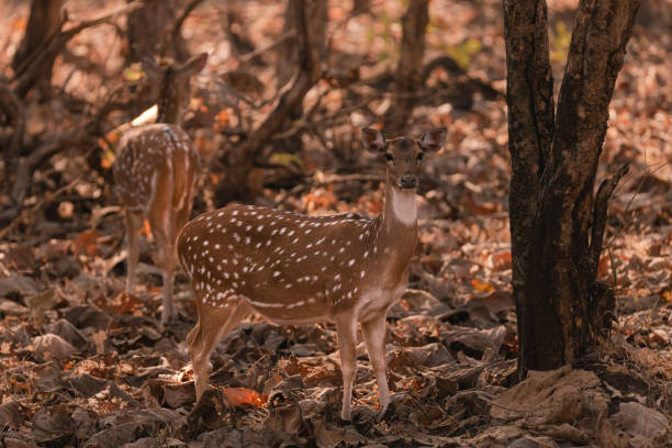 istock A young Spotted deer or Chital with glowing antlers, looking at camera 1481942174