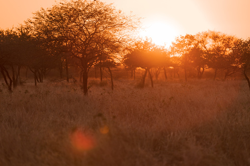 Safari scene in Kenya.  A large acacia tree hides the setting sun over the plains of the Masai Mara, Kenya