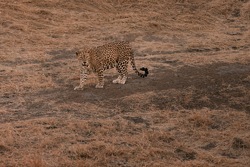 Cheeta wild animal in Kruger National Park South Africa, Cheetah on the Hunt during sunset in a private game reserve in South Africa walking to the camera
