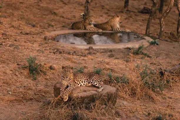 Young leopard sitting relaxing near a waterhole, in Gir National Park, Gujarat, India
