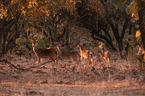 Family of Spotted deer or Chital eating grass amongst dry leaves in Gir National Park, Gujarat, India