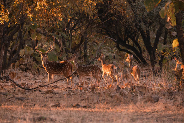 Family of Spotted deer or Chital eating grass amongst dry leaves Family of Spotted deer or Chital eating grass amongst dry leaves in Gir National Park, Gujarat, India gir forest national park stock pictures, royalty-free photos & images
