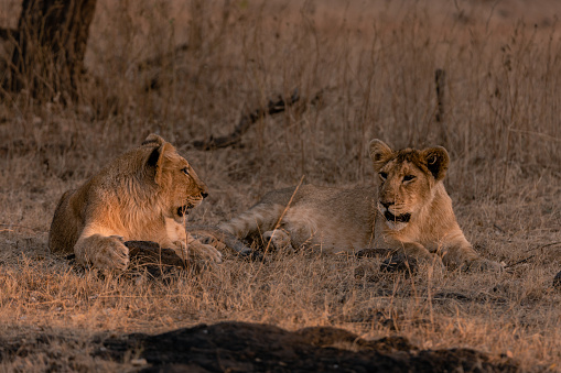 Young male Asiatic lion cubs / Asiatischer Löwe (Panthera leo persica) relaxing in Gir National Park, Gujarat, India