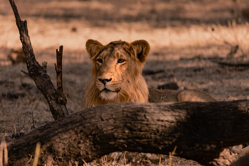 lion portrait filmed in a zoo in their natural habitat isolated on white background