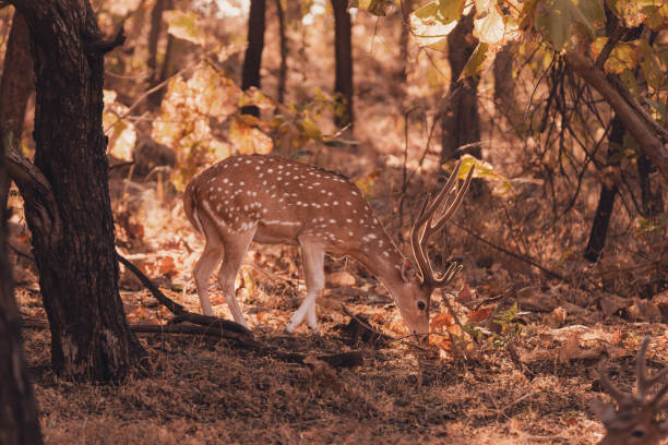 istock A young Spotted deer or Chital with glowing antlers, looking at camera 1481942239