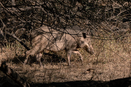 Wild Boar in Gir National Park, Gujarat, India