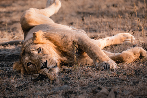 Young male  Asiatic lion / Asiatischer Löwe (Panthera leo persica) relaxing in Gir National Park, Gujarat, India
