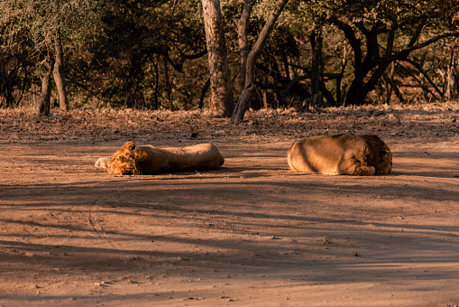Young male Asiatic lions / Asiatischer Löwe (Panthera leo persica) relaxing in Gir National Park, Gujarat, India