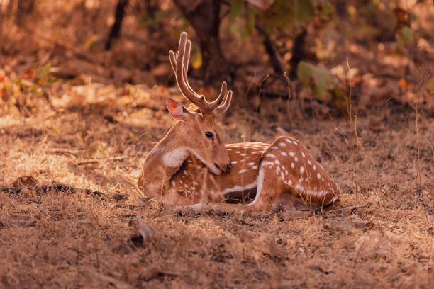 A lonely Spotted deer or Chital relaxing looking at camera in Gir National Park, Gujarat, India