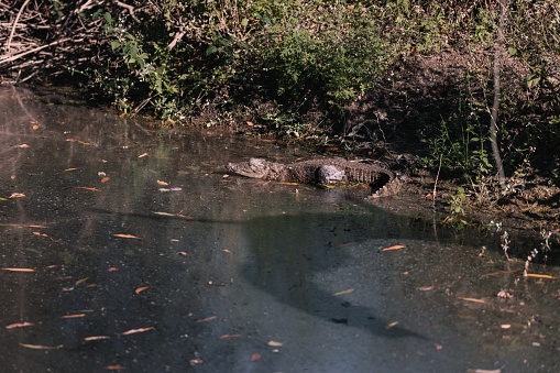 Young crocodile sunbathing in a stream in Gir National Park, Gujarat, India