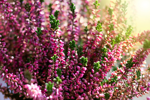 Floral background made of blossoming Heather flowers common known as Callluna Vulgarus with bokeh effect. Horizontal format