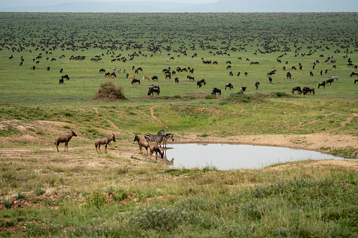 Hundreds of wildebeests across the Serengeti National Park - great migration, as zebras drink from a watering hole