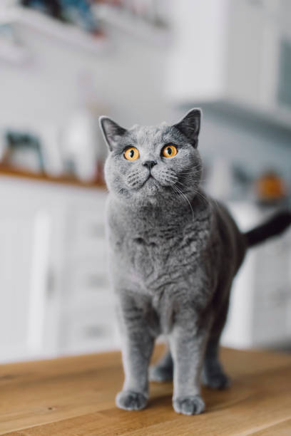 istock British cat in home portrait. 1481945313