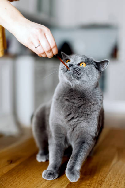 istock Giving a snack or treat for British cat 1481945335
