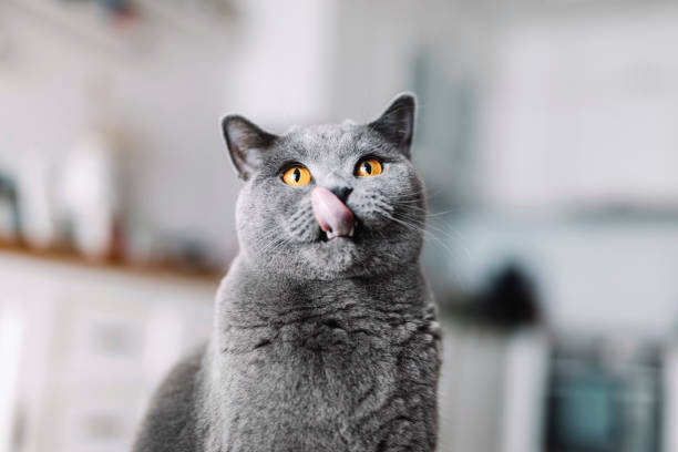 istock British cat with tongue out licking his lips. 1481945337