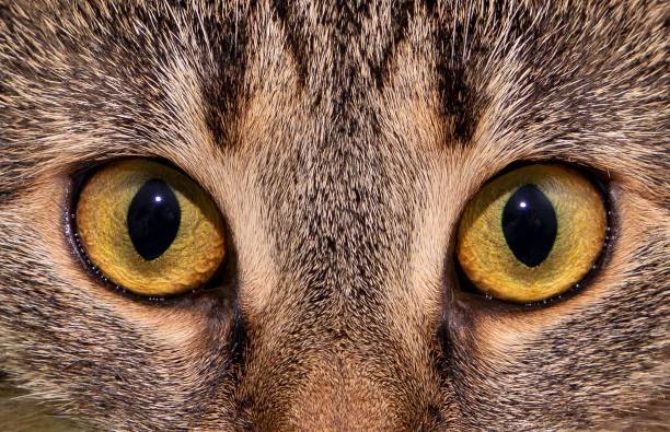 istock A close-up of a cat's eyes 1481947039