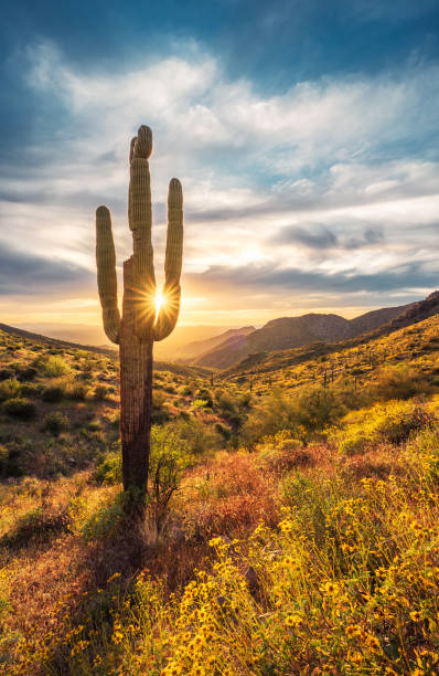 Lone saguaro cactus stands tall amongst the blooming brittlebush during sunset on Windgate Pass in The McDowell Mountains stock photo