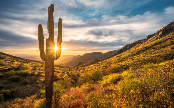 il cactus saguaro solitario si erge alto tra il brittlebush in fiore durante il tramonto sul windgate pass nelle montagne mcdowell - phoenix arizona scottsdale sunset foto e immagini stock