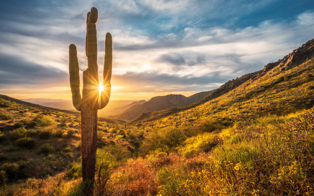 istock Lone saguaro cactus stands tall amongst the blooming brittlebush during sunset on Windgate Pass in The McDowell Mountains 1481947787