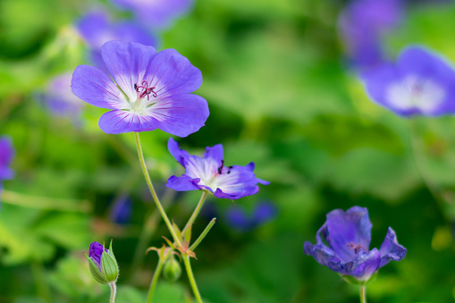 Close up view of bright beautiful geranium (rozanne) flower with green leaves on daylight. Beauty in nature. Flowers with purple petals, summer time