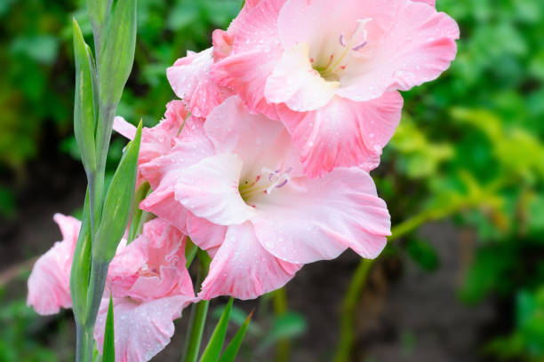 istock Blooming gladiolus on summertime sunbeams. 1481952999