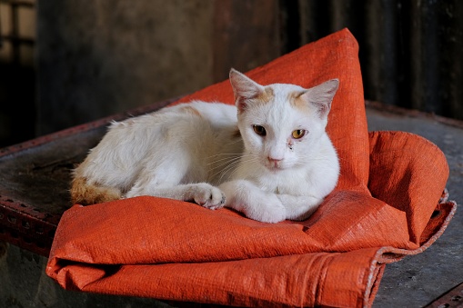 A local white cat sitting relaxed on an orange plastic mat.