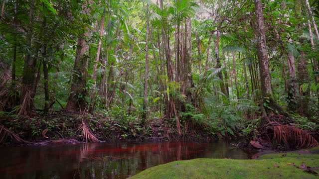 Creek in a rainforest
