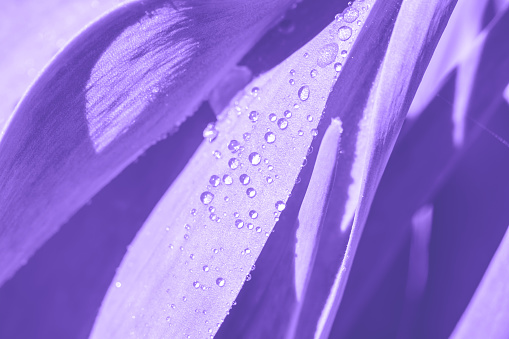 Botanical background in violet tones with wide smooth leaves and shining water drops on it. Summer sunlight is glowing on wet leaves after rain