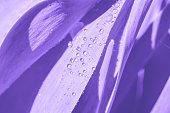 Botanical background in violet tones with wide smooth leaves and shining water drops on it.