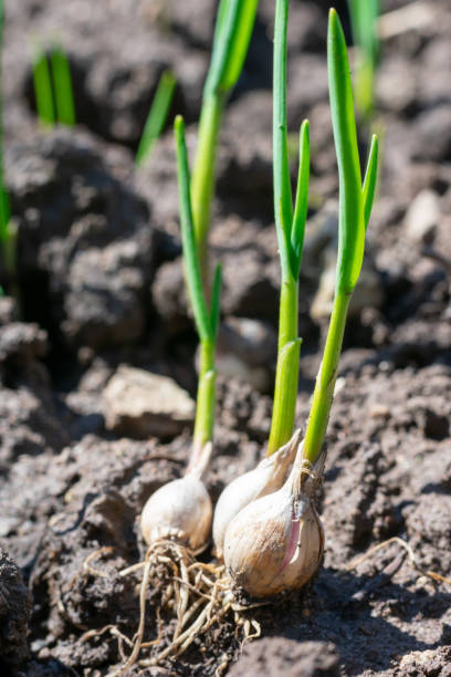 istock Young green sprouts of garlic planted on ground. 1481961768