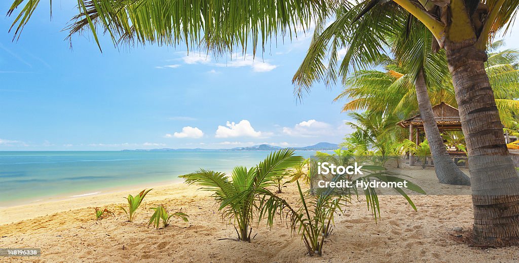 beach with coconut palm and sea Beach Stock Photo