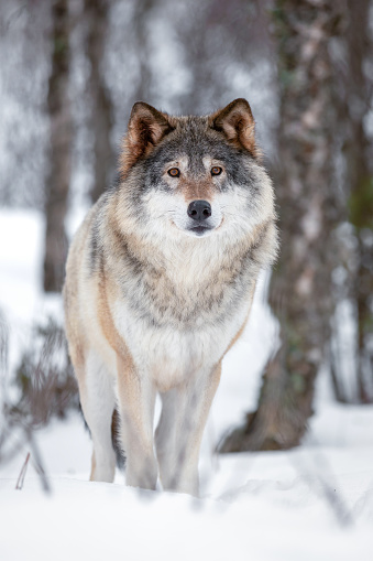 Full length portrait of Eurasian Canis Lupus Wolf standing on snow in the forest