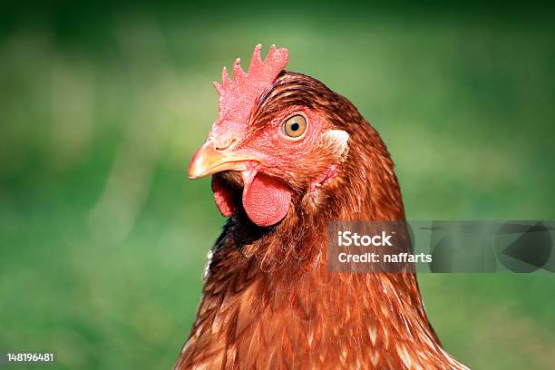 Gallina Foto de stock y más banco de imágenes de Alimento - Alimento, Animal, Ave de corral