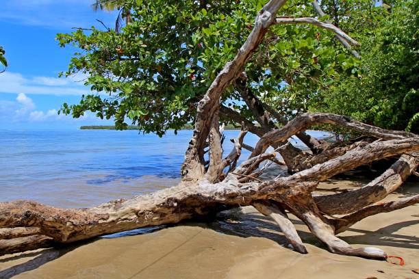 istock Tree dead trunk abd branches falem on the beach sand 1481965647