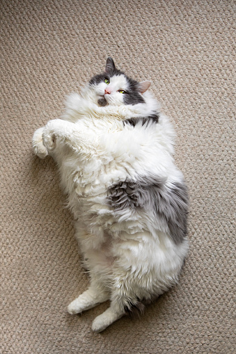 A large and furry longhair cat laying oncarpet.