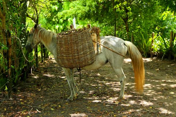 istock Hoste used for transportation of small goods 1481968938
