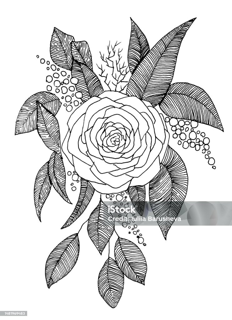 Rose Flower Ink Illustration Isolated Bouquet On White Background Stock ...