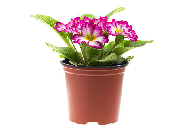 istock Red primrose in a flowerpot 148196963