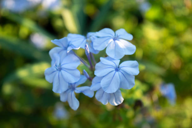 istock Closeup photo of a blue jasmine 1481971097
