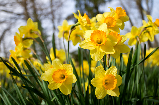 Vibrant yellow Daffodils in the spring