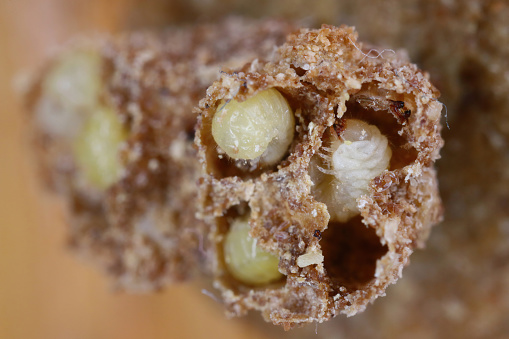 Biscuit, drugstore or bread beetle (Stegobium paniceum) larvae stored product pest in muesli.