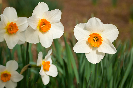 Flower of double daffodil is white with yellow core against the background of blue and yellow decorative wall. First spring flowers.