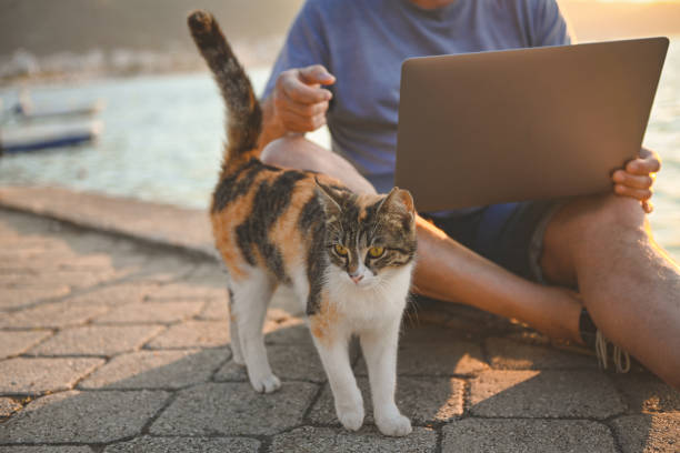 istock mature adult man working on the beach ( laptop) 1481971772