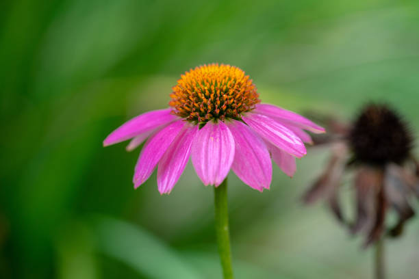 istock Eastern purple coneflower. Isolated from the background. Selective focus. Bokeh 1481971843