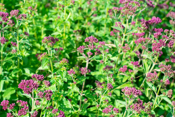 Sunlit blossoming seasoning plant with small many purple flowers. Food ingredient Marjoram or oregano herb is growing on the field or garden. Sunlit blossoming seasoning plant with small many purple flowers. Food ingredient majoran stock pictures, royalty-free photos & images