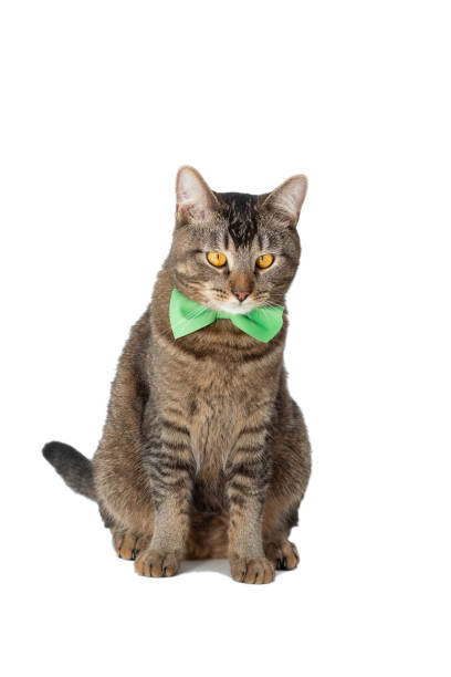 istock Isolated cat with green butterfly tie on neck on white background looking aside 1481972167